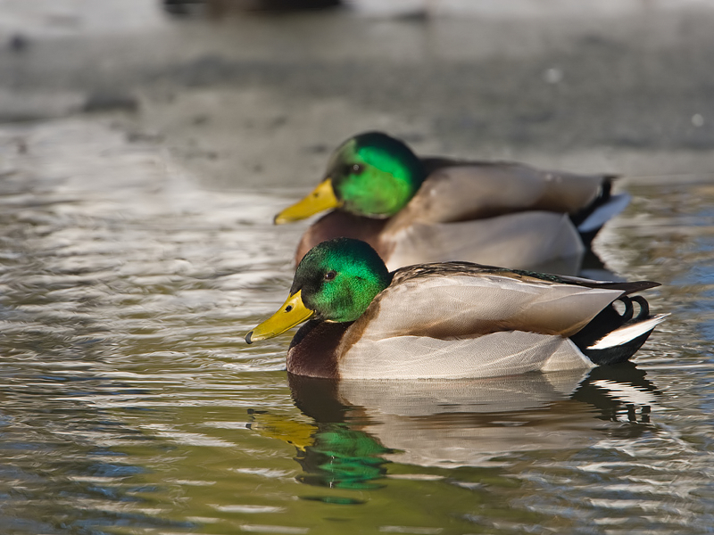 Anas platyrhynchos Wilde Eend Mallard